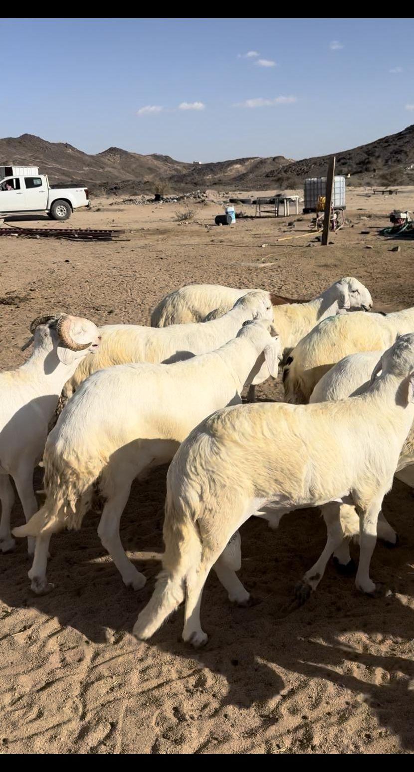 سواكن جذعان جبر