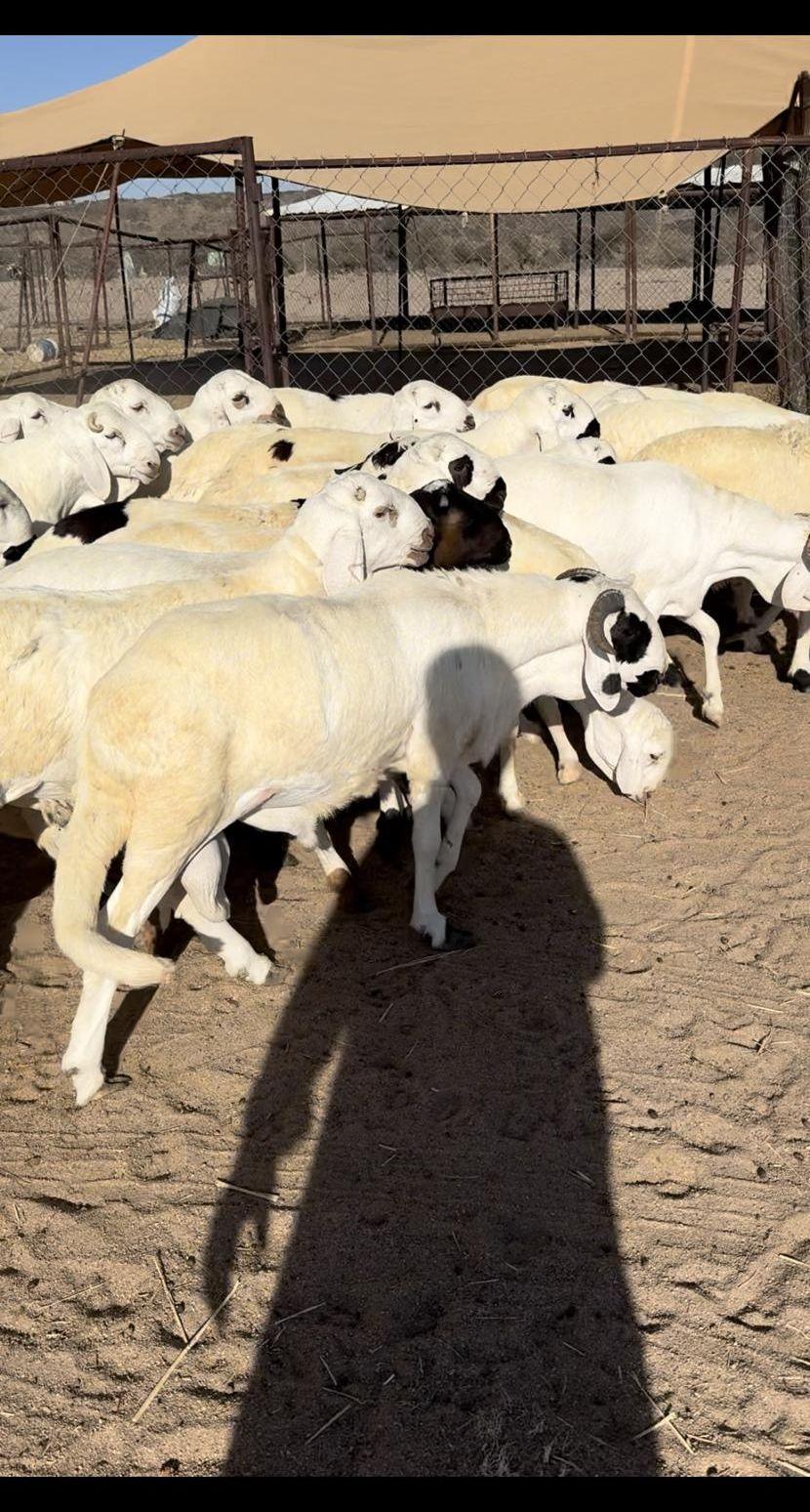 سواكن جذعان جبر