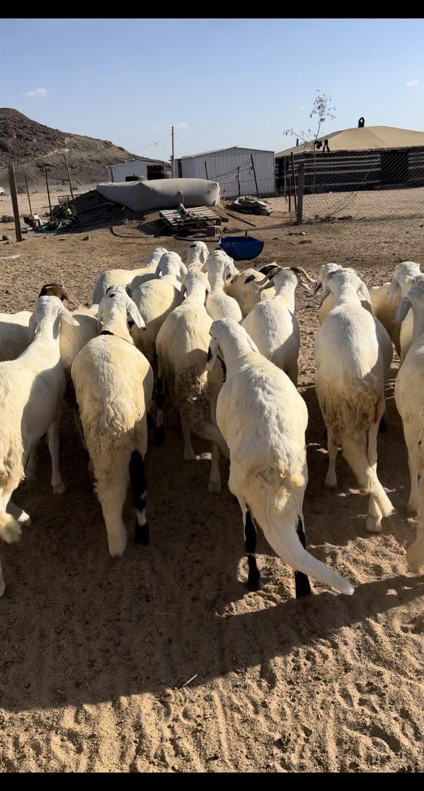 سواكن جذعان جبر