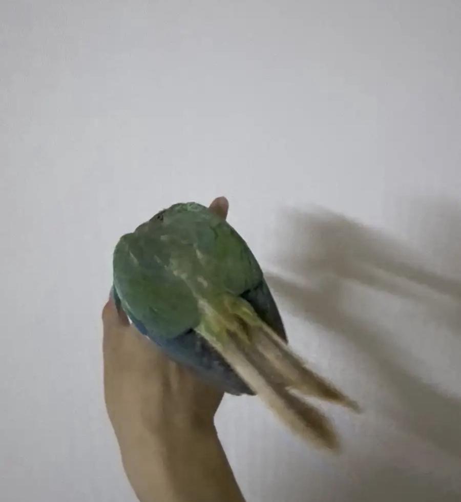 كنيور سينمون تركواز