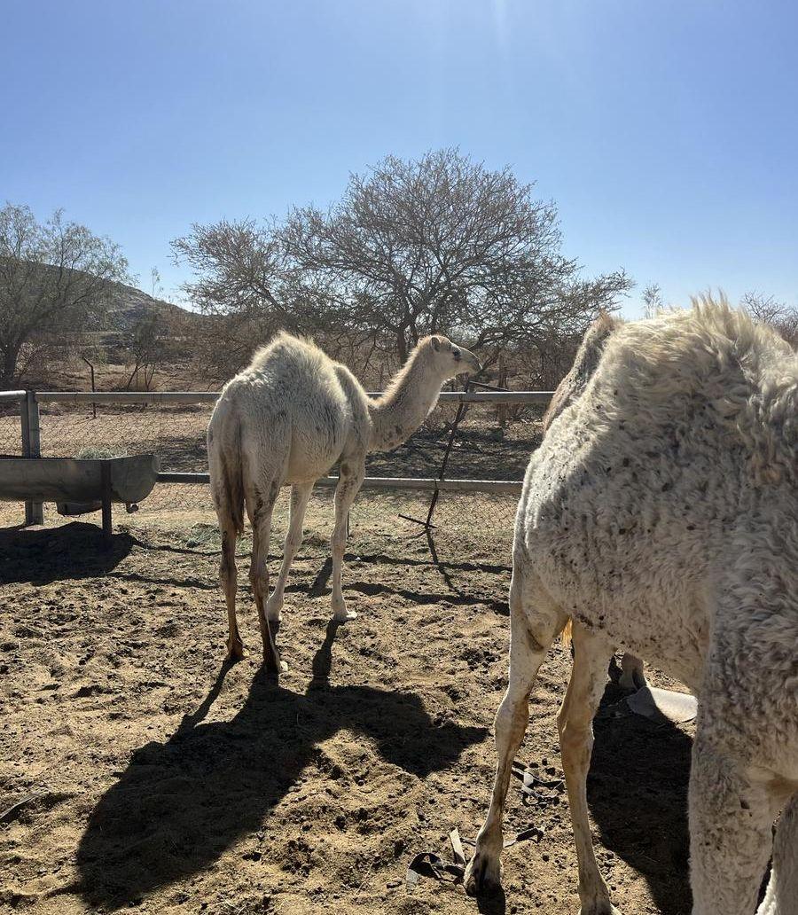 بكره في سبعه