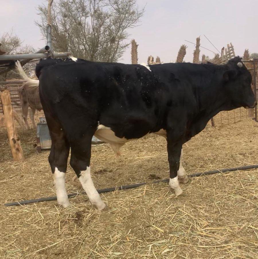 ثور العمر 11
