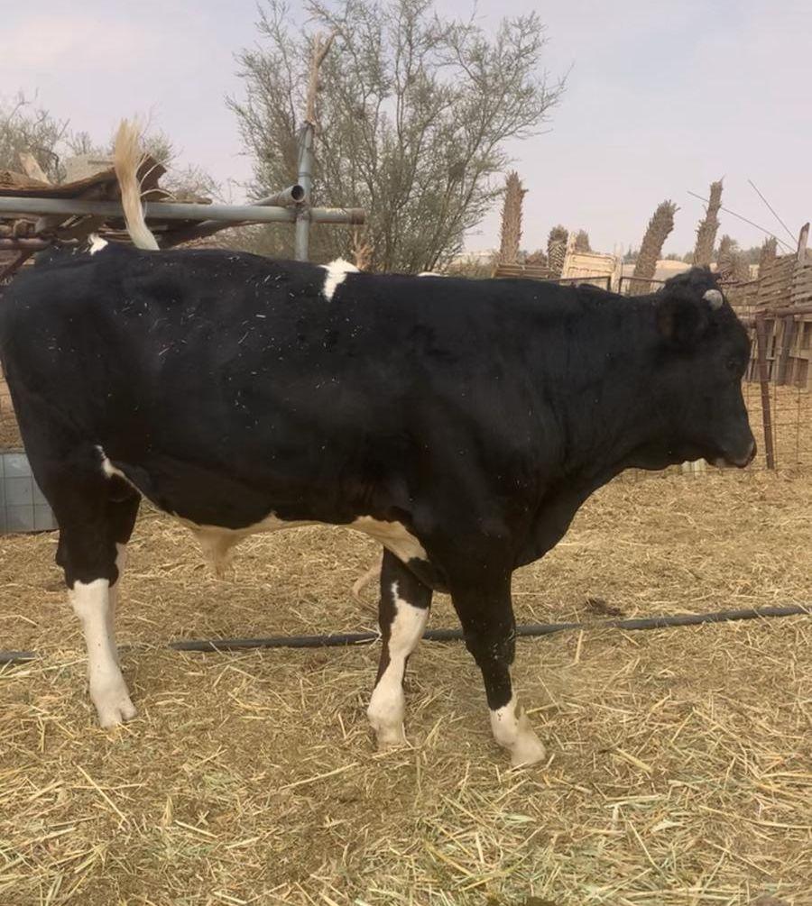 ثور العمر 11