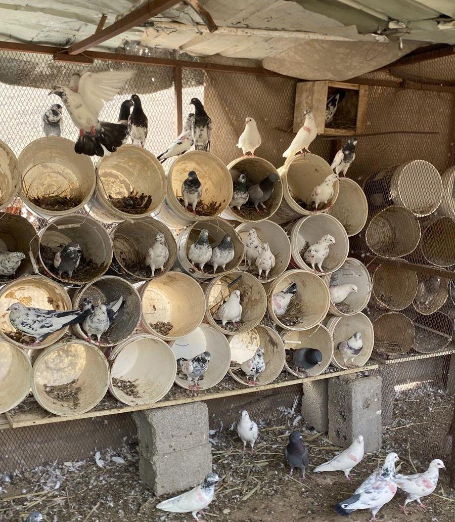 حمام مشكل