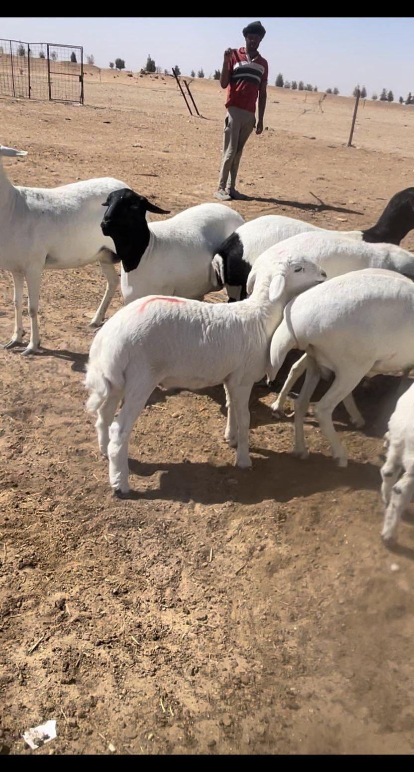 شياه مهاجين حري
