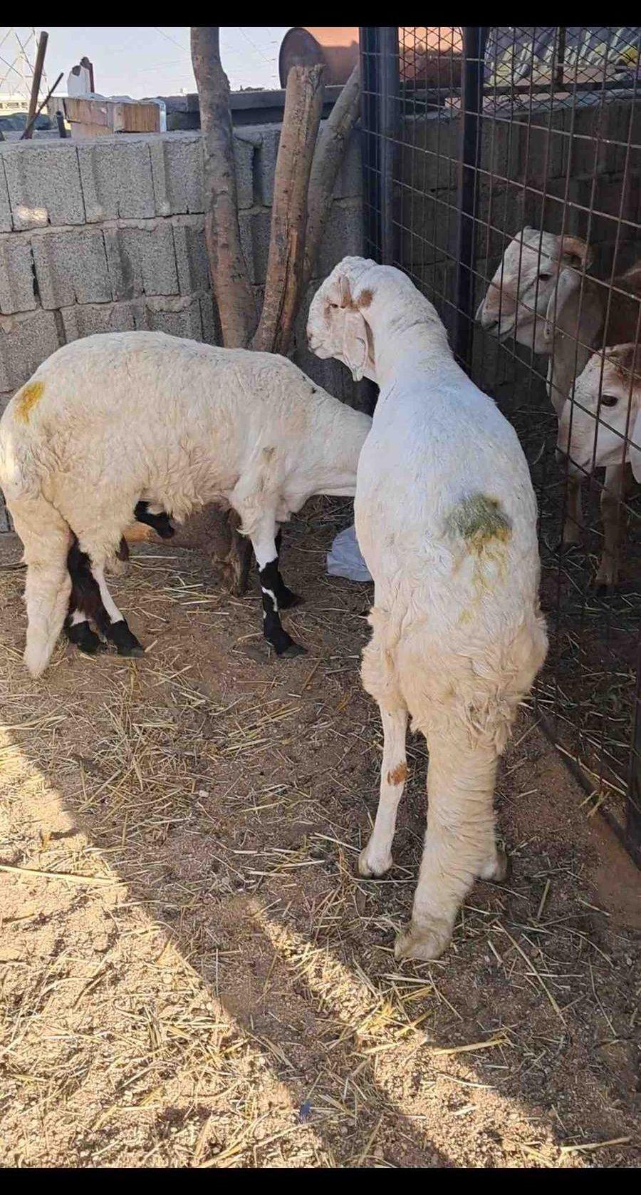 للبيع طليان سواكن