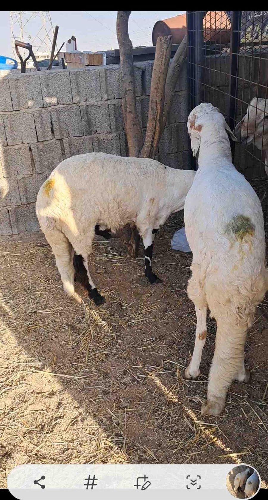 للبيع طليان سواكن