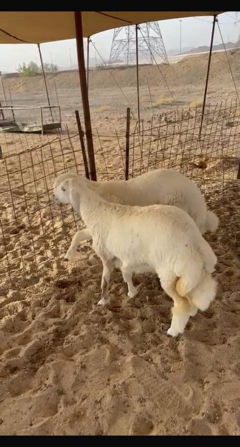 ذبايح مع التوصيل