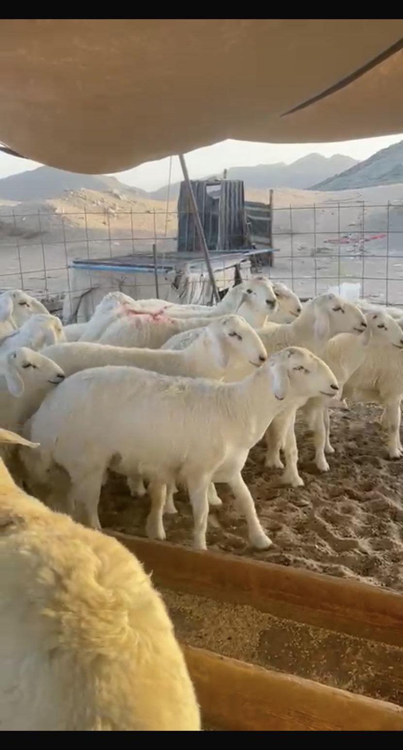 ذبايح مع التوصيل