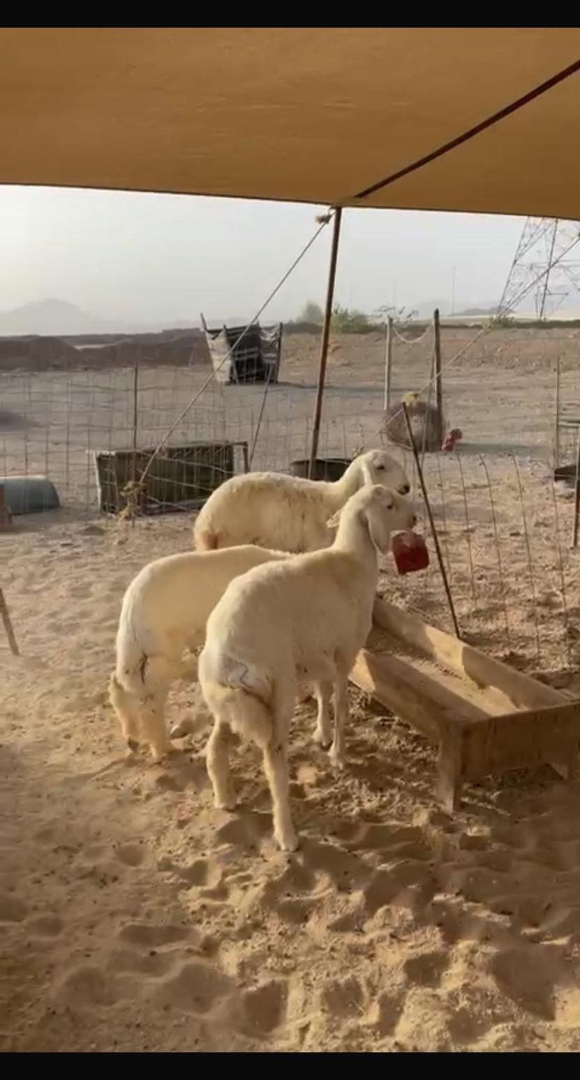 ذبايح مع التوصيل