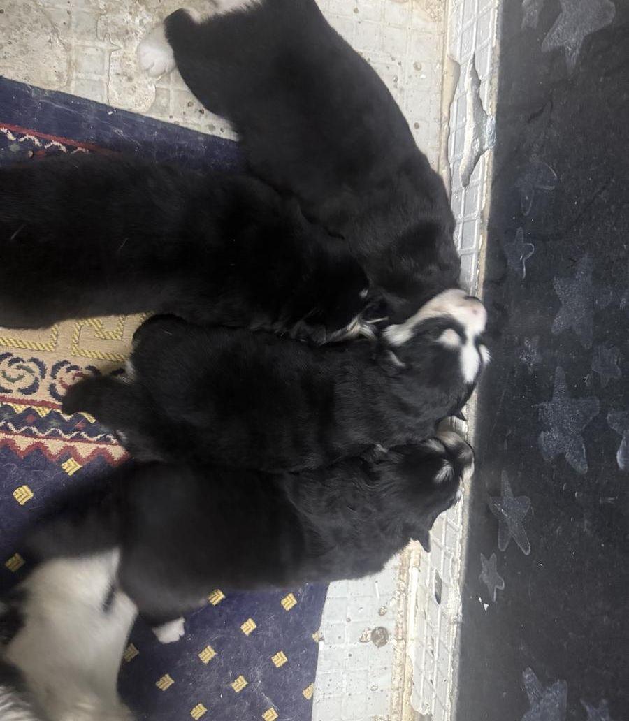 جراوي هاسكي للبيع