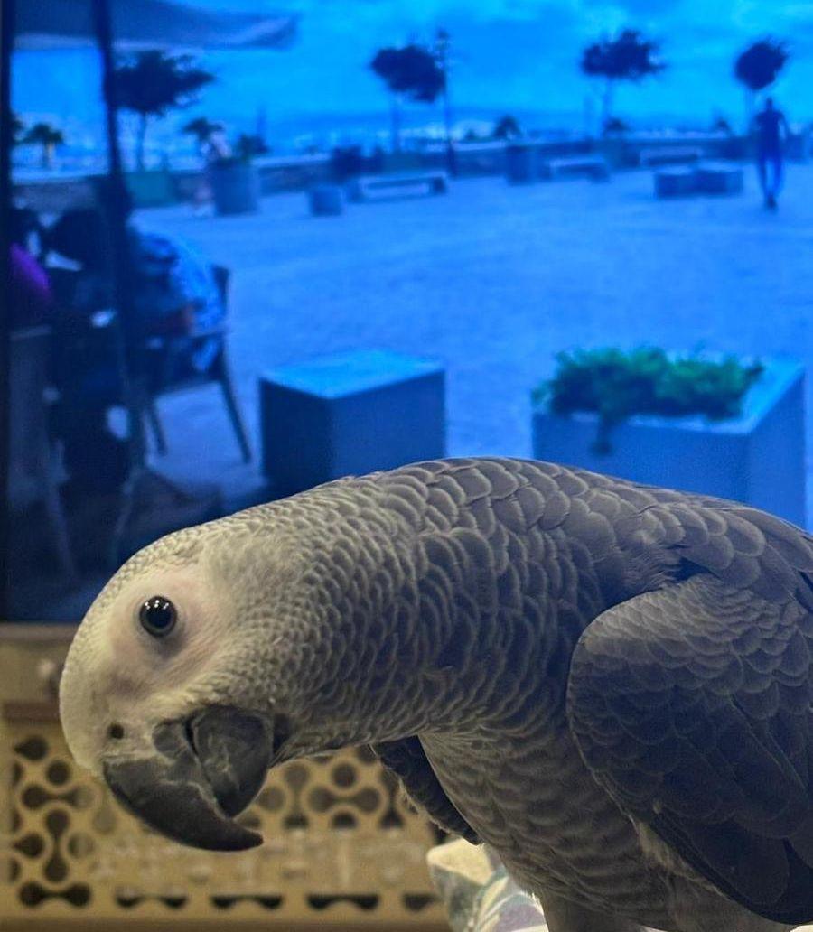 كاسكو مفقود (الإسكان)
