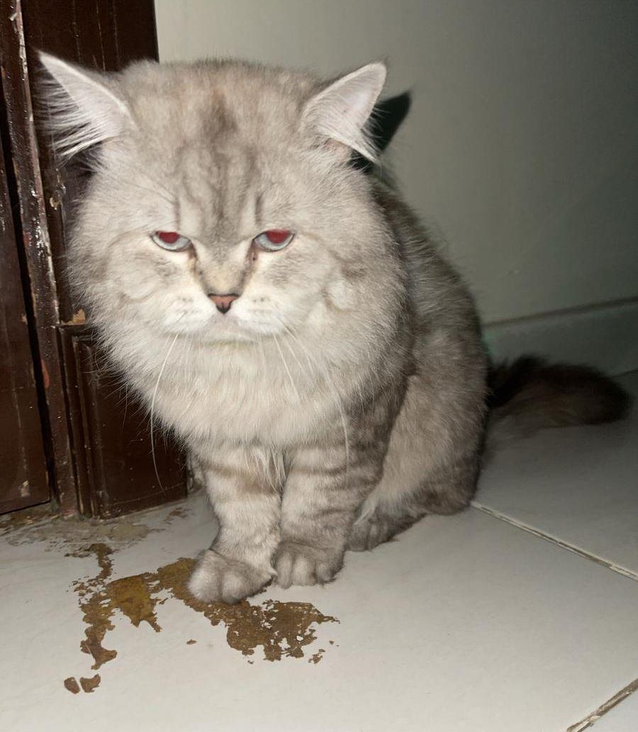 قط ذكر شيرازي