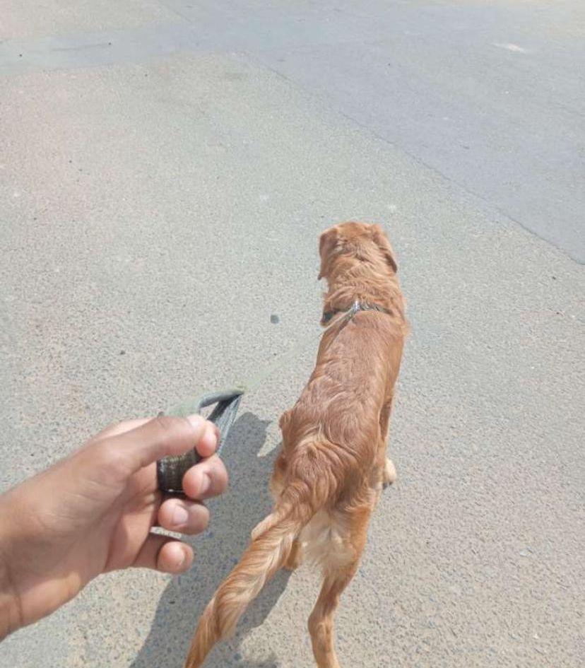 كلب للبيع الحد
