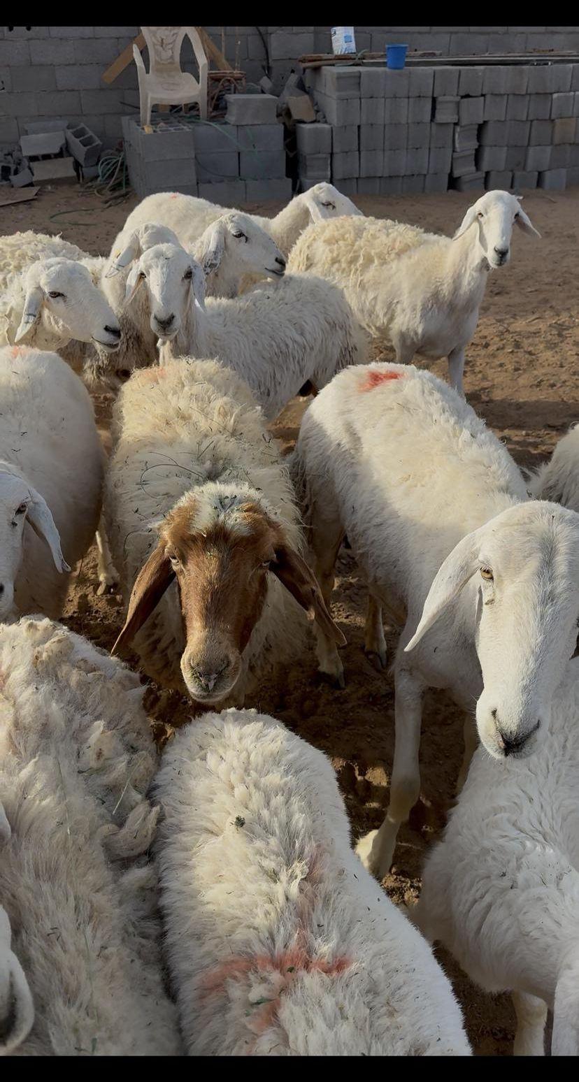 غنم حري