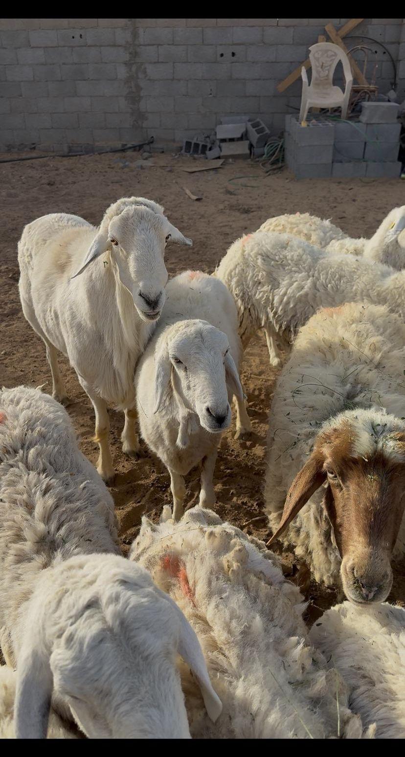 غنم حري
