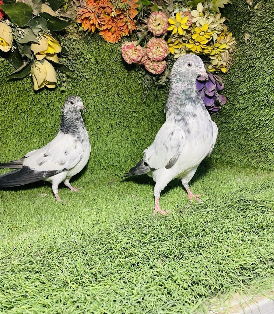 للبيع مجموعة طبات