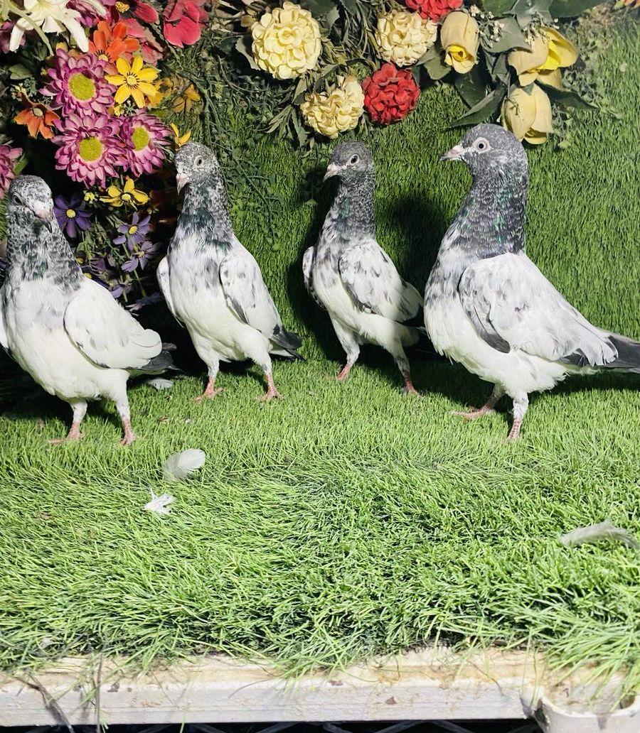 للبيع مجموعة طبات