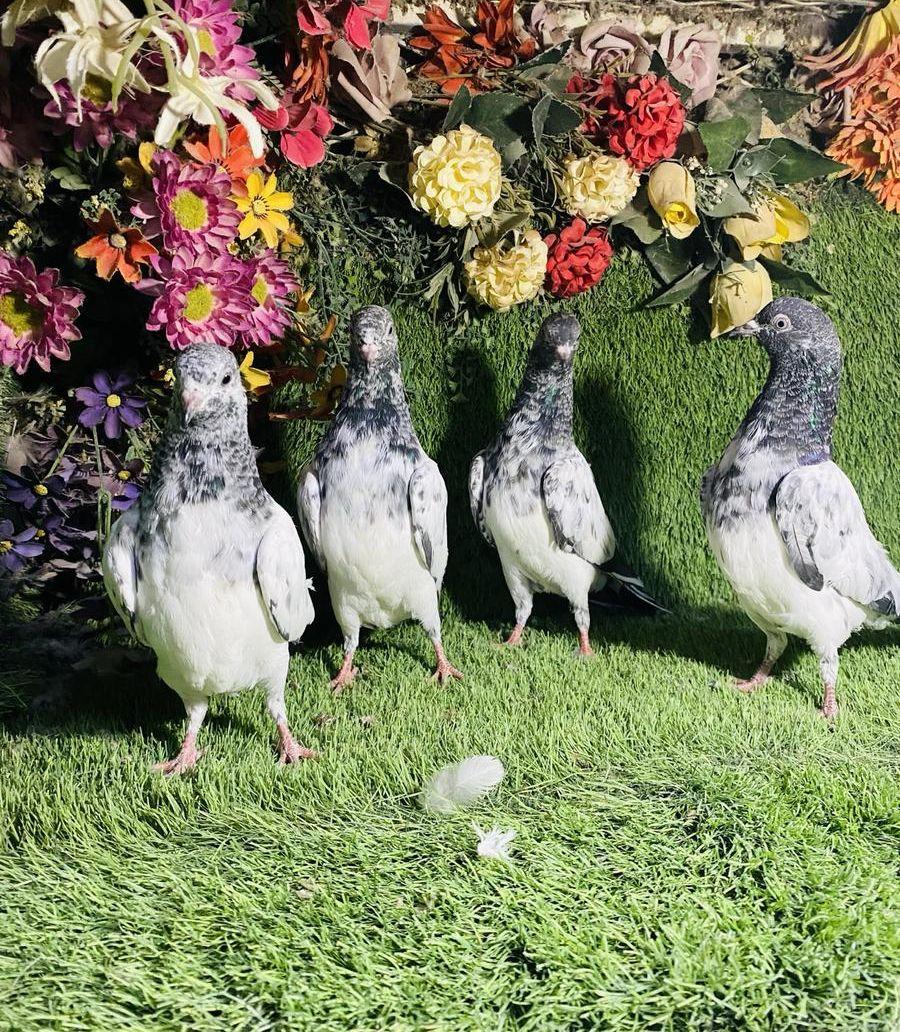للبيع مجموعة طبات