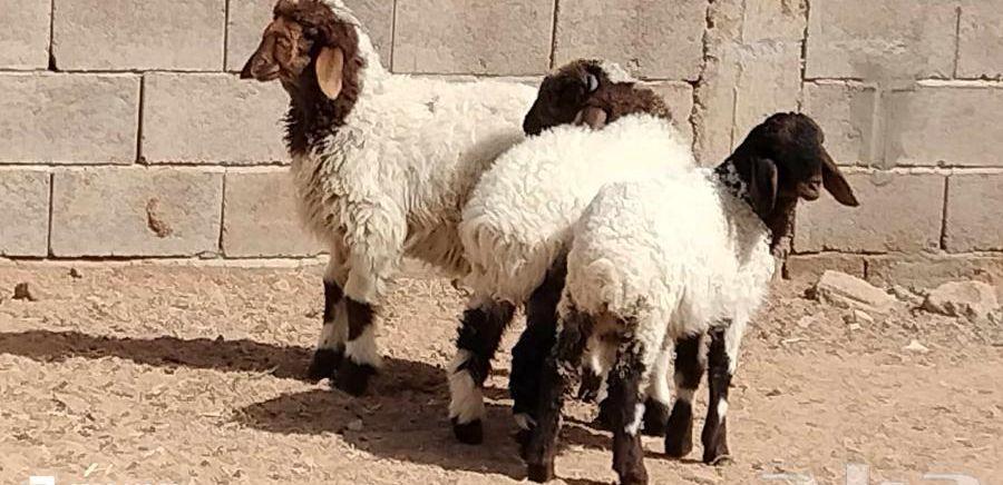 خاروفين ورخل نعيم