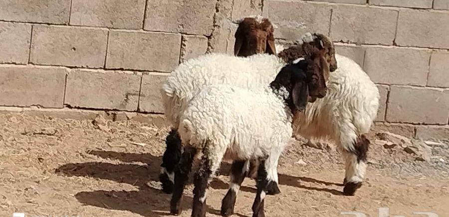 خاروفين ورخل نعيم