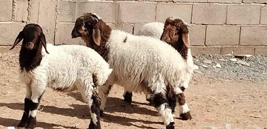 خاروفين ورخل نعيم