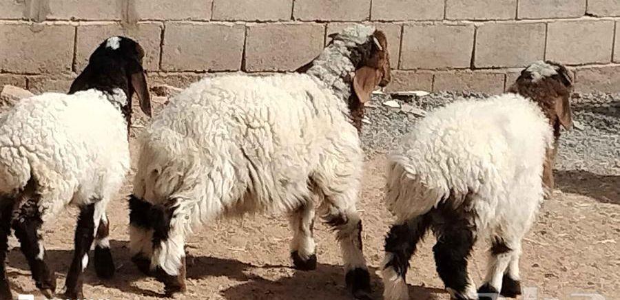 خاروفين ورخل نعيم