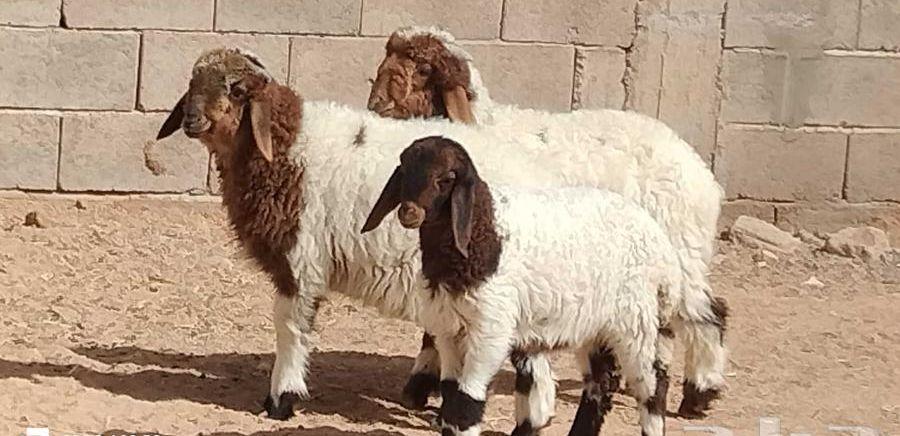 خاروفين ورخل نعيم
