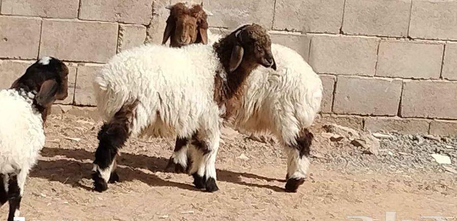 خاروفين ورخل نعيم