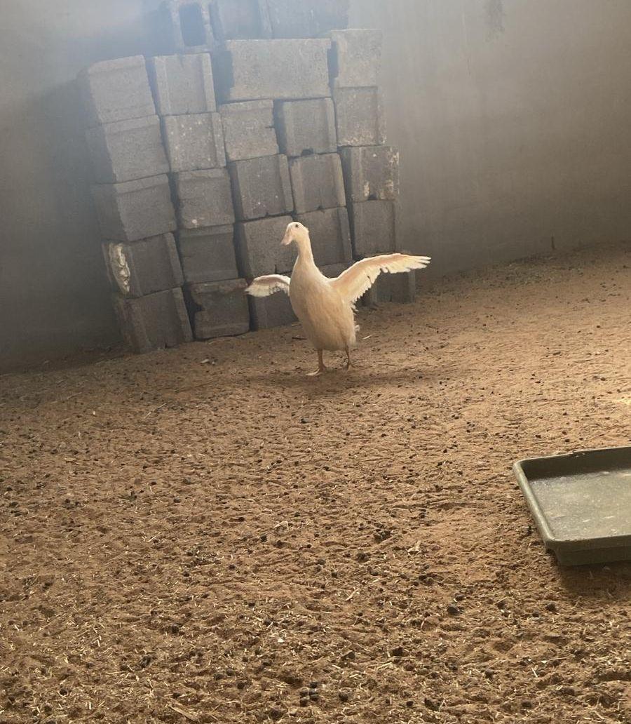 بط شرط