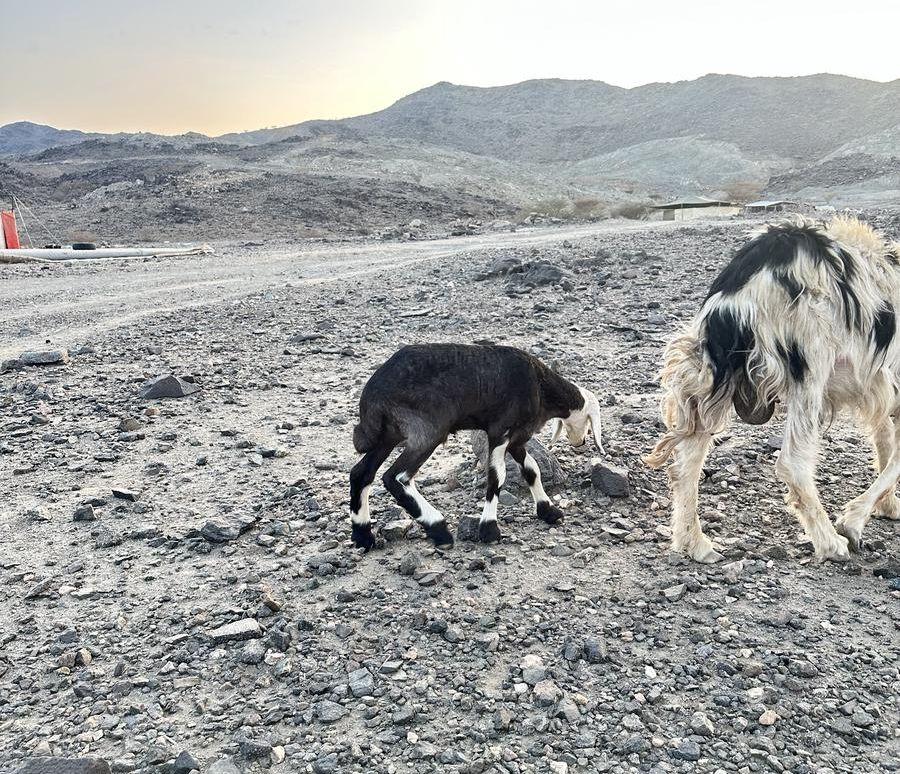 مشروع خروف فحل