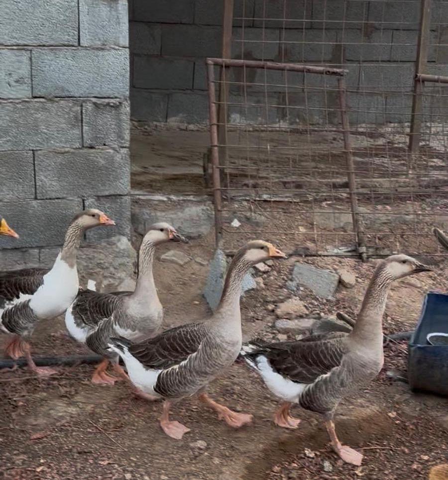 وز عراقي. تم