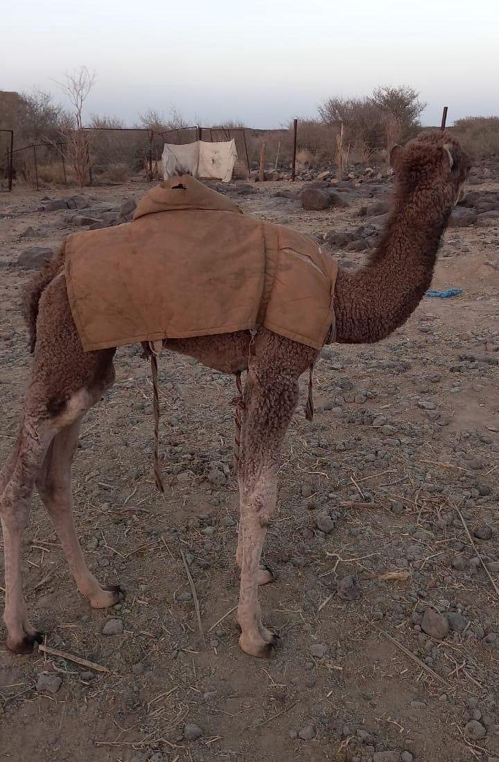 حواره طيبه