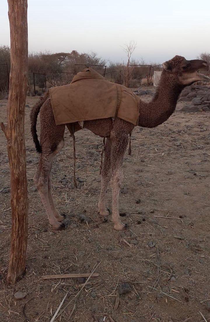 حواره طيبه