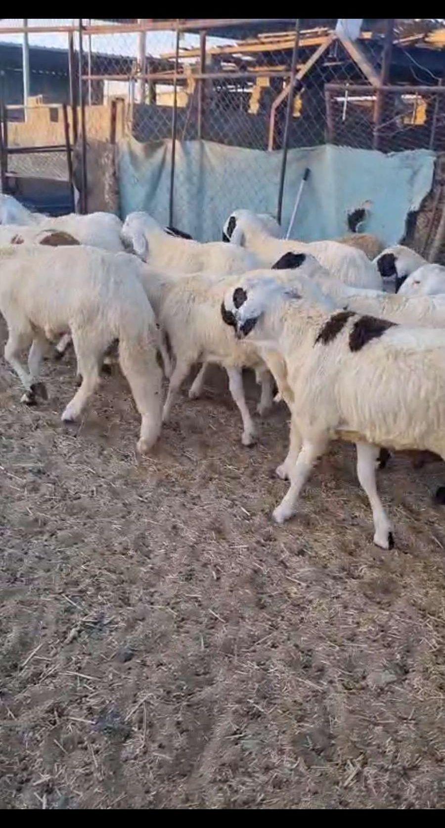 طليان سواكن بيشه