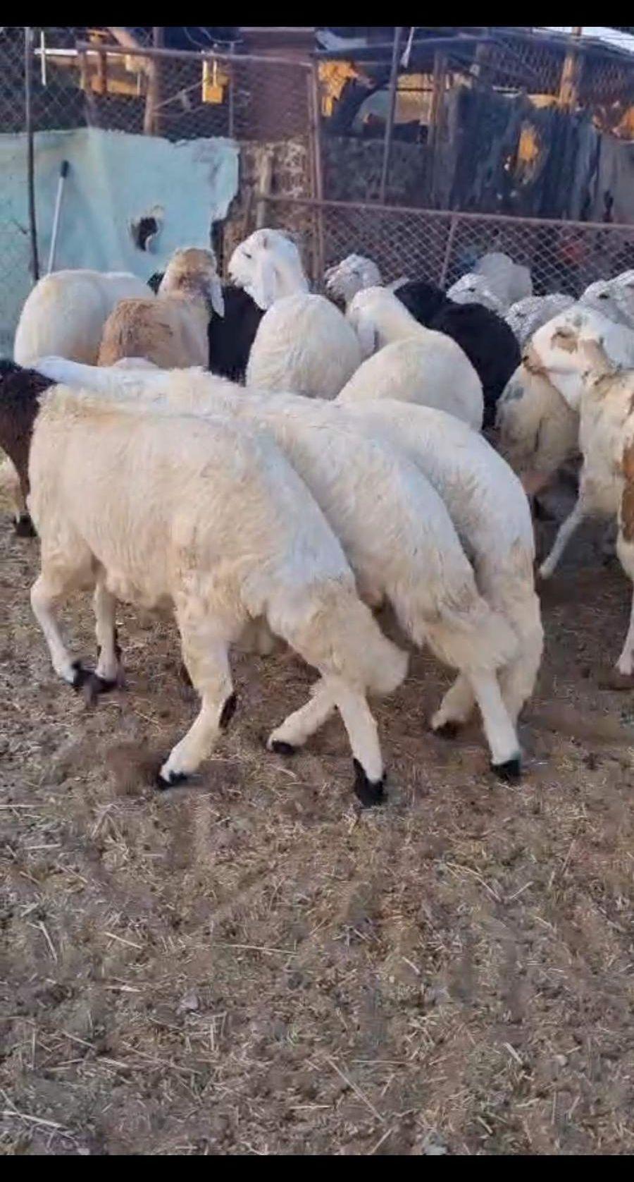 طليان سواكن بيشه