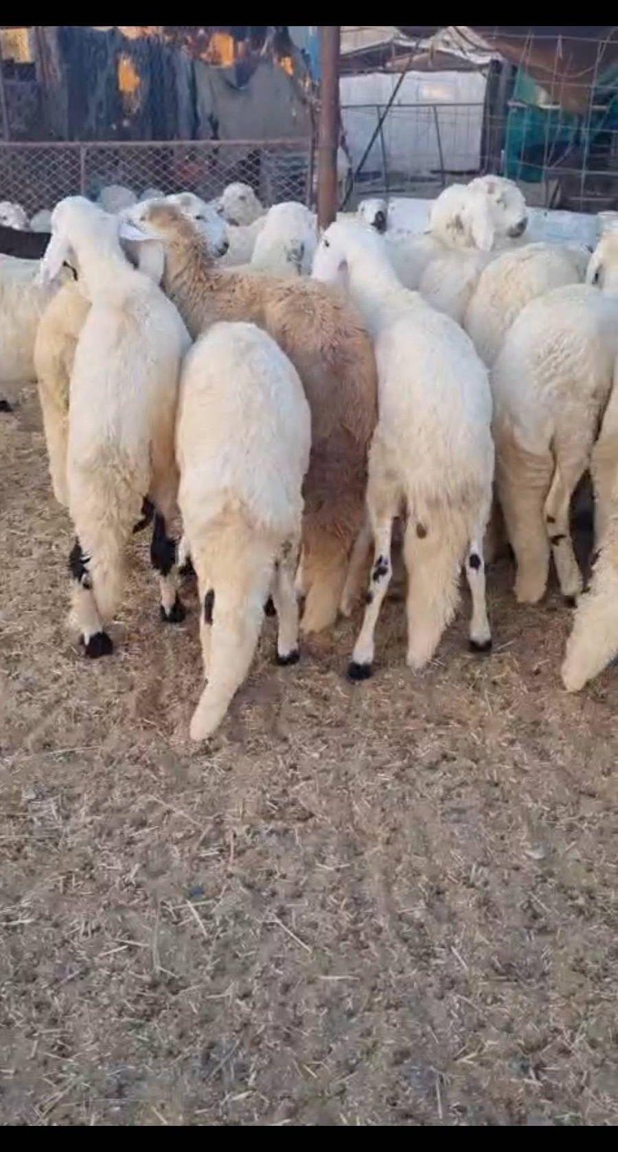 طليان سواكن بيشه