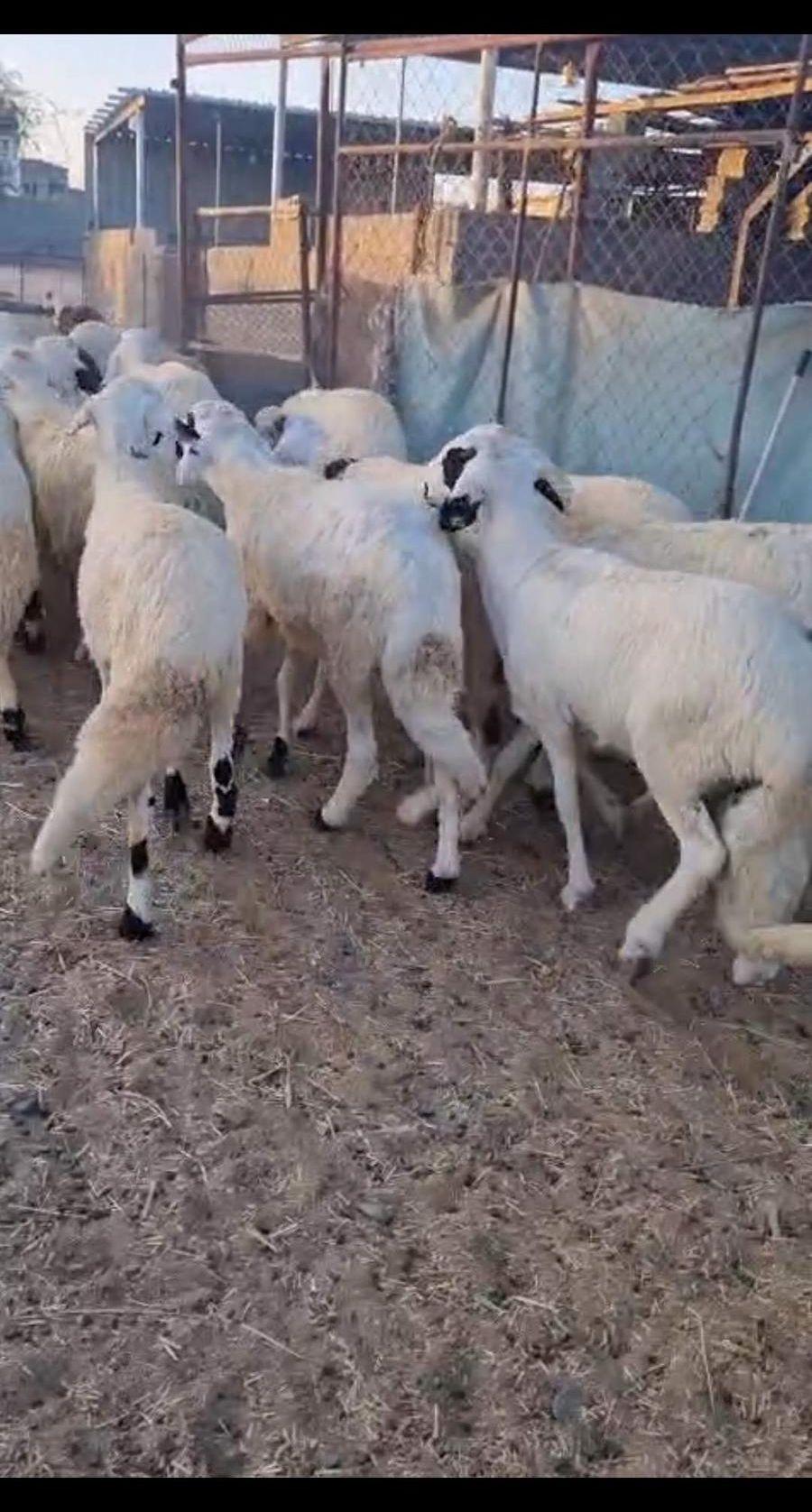 طليان سواكن بيشه
