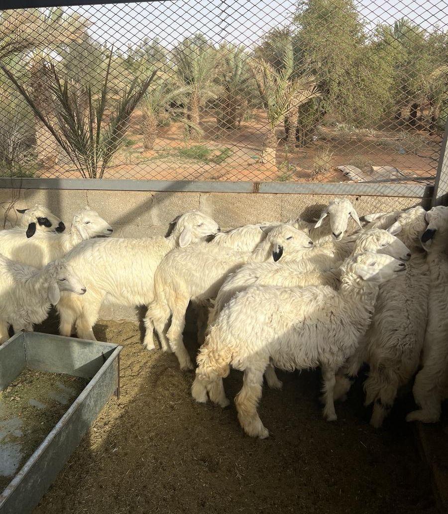 بهم حريات للبيع
