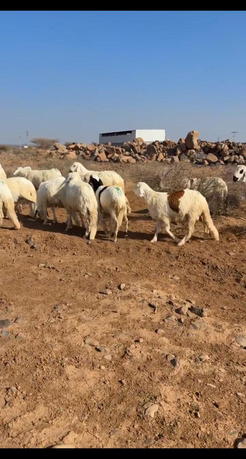 طليان سواكن 20