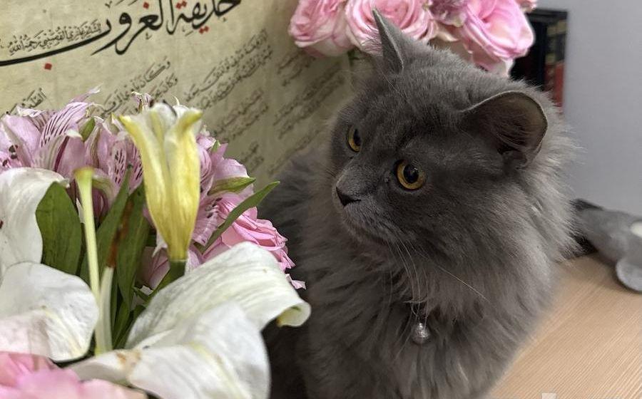قط ذكر للبيع