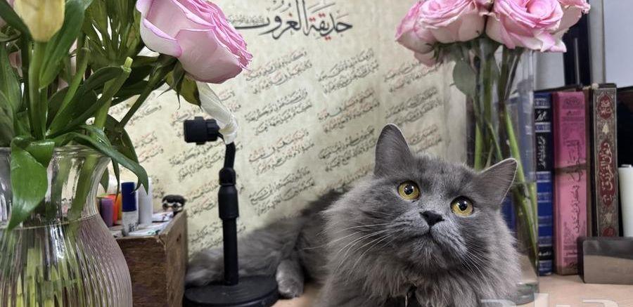 قط ذكر للبيع