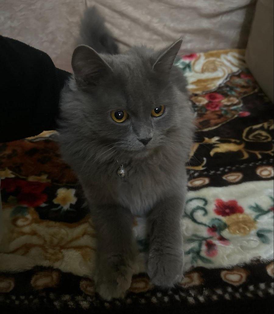 قط ذكر للبيع