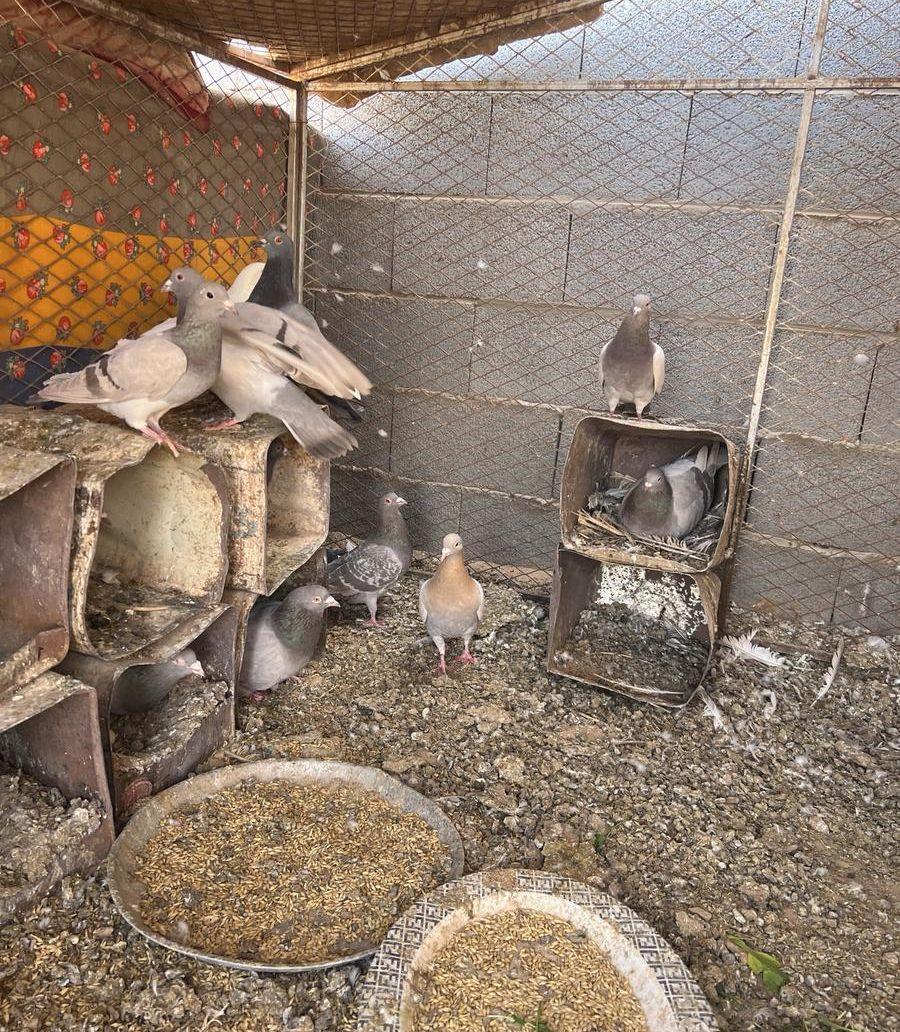 طيور للبيع