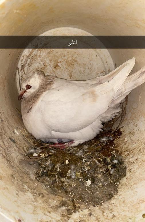 حمام