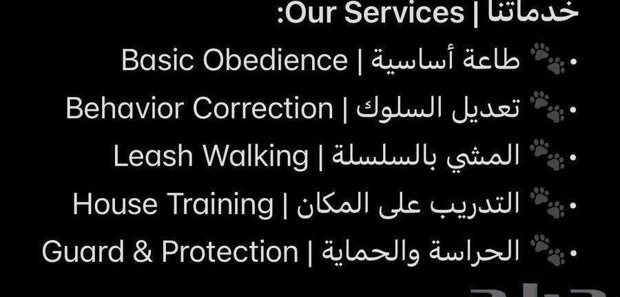 تدريب كلاب محترف