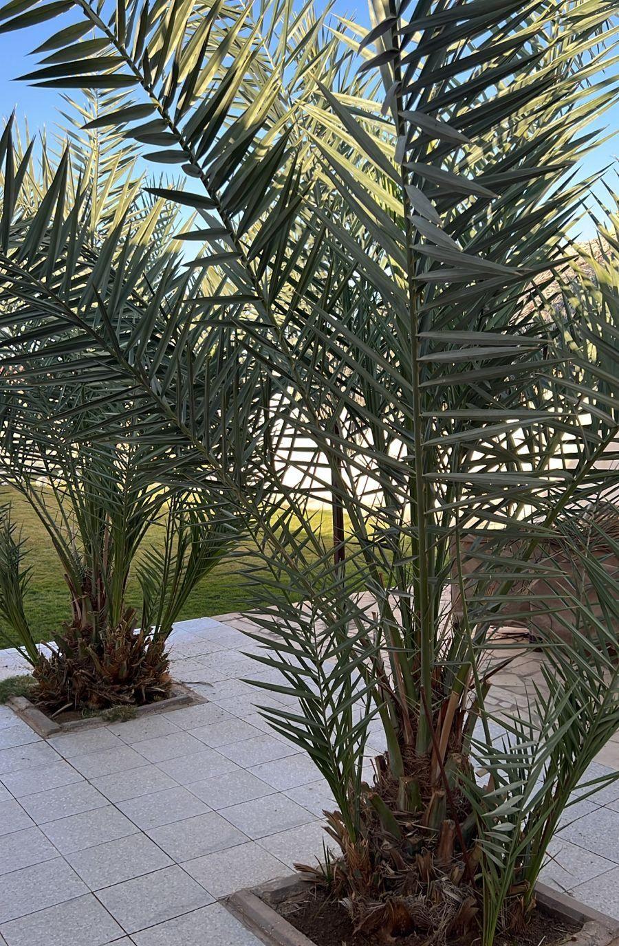 شاليه للإيجار اليومي