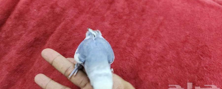 روز هدد اليف