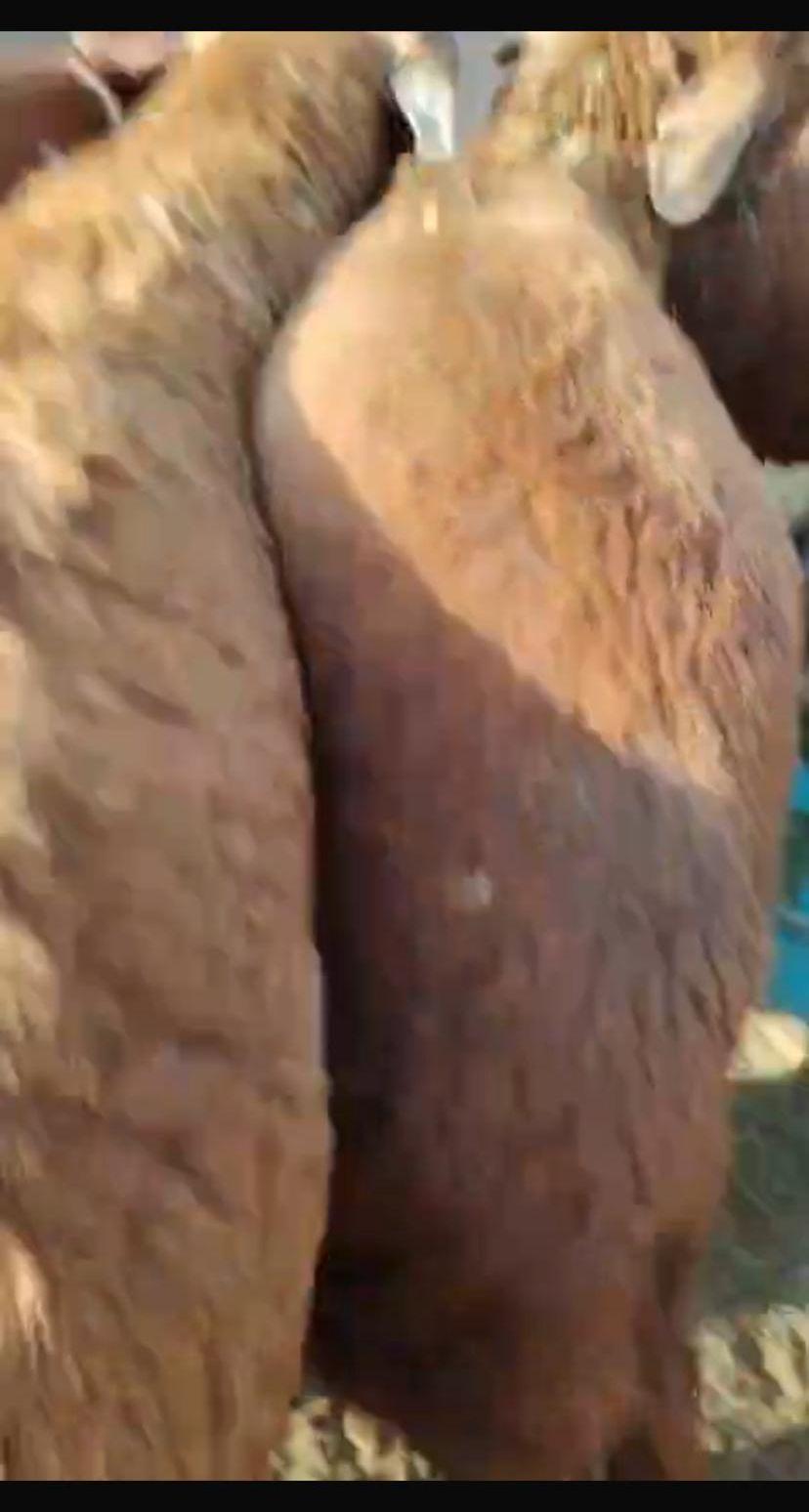 سواكني وحري مرابي