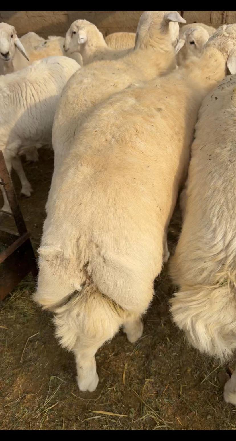 سواكني وحري مرابي
